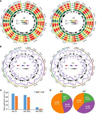 Reprogramming of DNA methylation and changes of gene expression in grafted Hevea brasiliensis